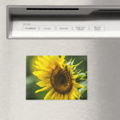 Magnet - Sonnenbeschienene Sonnenblume (In Situ (Geschirrspüler))
