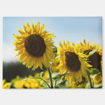 Magnet - Sonnenblumen Sommerglanz