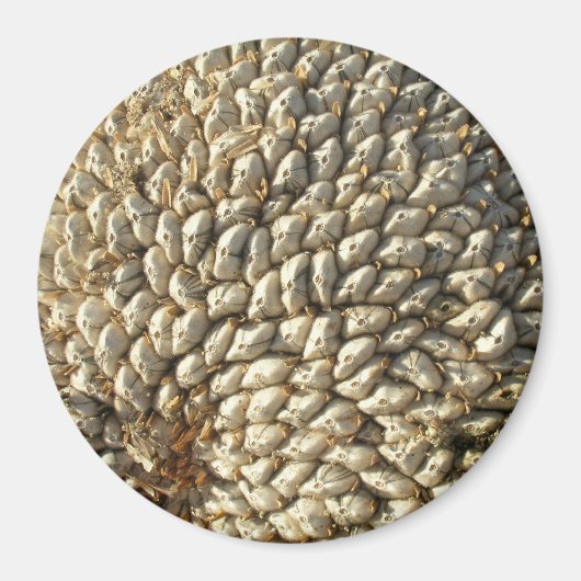 Magnet - Sonnenblumengeometrie (Vorne)