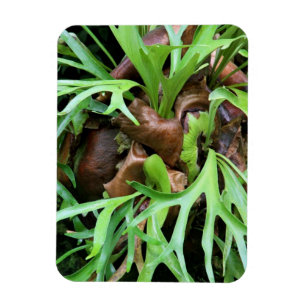 Magnet - Staghorn Farn