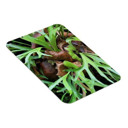 Magnet - Staghorn Fern (Rechte Seite)