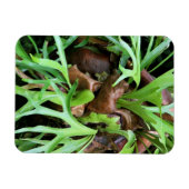Magnet - Staghorn Fern (Horizontal)