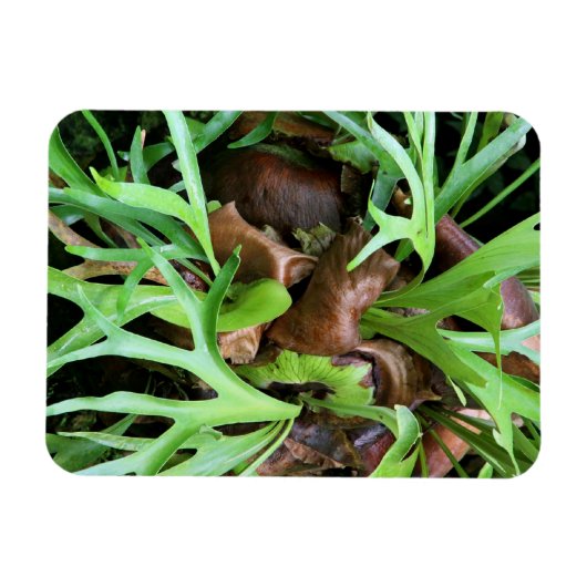 Magnet - Staghorn Fern (Horizontal)