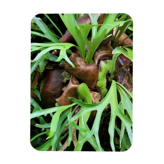 Magnet - Staghorn Fern (Vertikal)