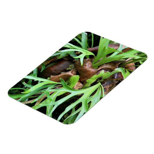 Magnet - Staghorn Fern (Linke Seite)