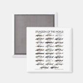 MAGNET - STURGEON OF THE WORLD POSTER (Vorderseite/Rückseite)