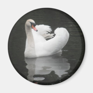 Magnet Swan Schwimmen, I Liebe Swans