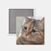 Magnet Talking Cats Meme (Vorderseite/Rückseite)