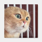 Magnet Talking Cats Meme (Vorne)