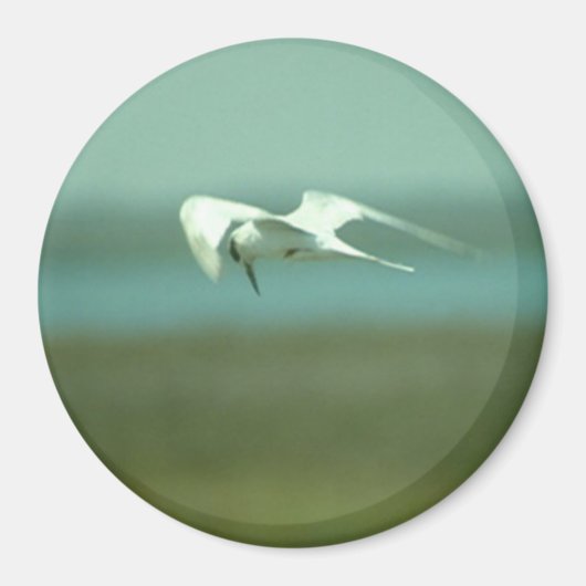 Magnet - Tern im Flug (Vorne)