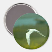Magnet - Tern im Flug (Vorderseite/Rückseite)