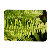 Magnet - Tiger Fern (Horizontal)