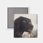 Magnet Verwirrte Dog Meme (Vorderseite/Rückseite)