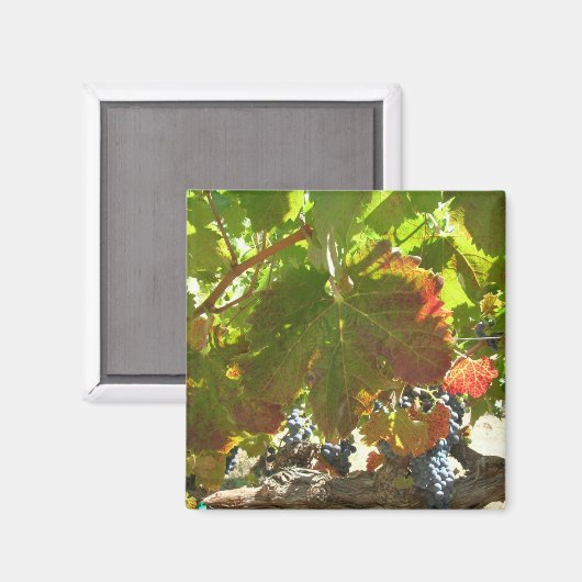 Magnet - Weintrauben (Vorderseite/Rückseite)