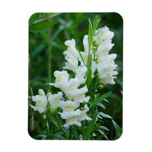 Magnet "White Snapdragon Blume"