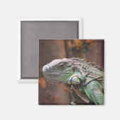 Magnet with colourful Iguana lizard (Vorderseite/Rückseite)