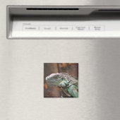 Magnet with colourful Iguana lizard (In Situ (Geschirrspüler))