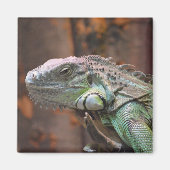Magnet with colourful Iguana lizard (Vorne)