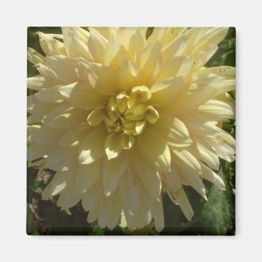 Magnet "Yellow Dahlia" des Künstlers Jan Turner (Vorne)