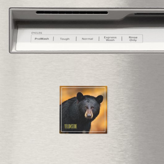 Magnet-Yellowstone-Bär Magnet (In Situ (Geschirrspüler))