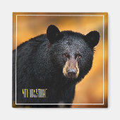 Magnet-Yellowstone-Bär Magnet (Vorne)