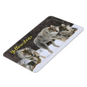 Magnet-Yellowstone Wolf Magnet (Linke Seite)