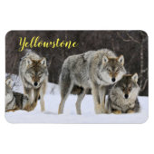 Magnet-Yellowstone Wolf Magnet (Horizontal)