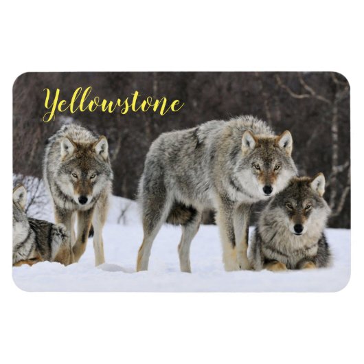Magnet-Yellowstone Wolf Magnet (Horizontal)