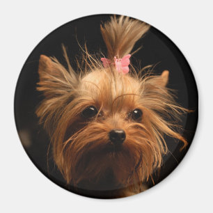 Magnet Yorkshires Terrier