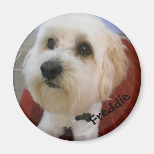 Magnetische Persönlichkeiten - Freddie Magnet (Vorne)