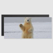 Magnetkarte des Polarbärs (Vorne/Hinten)