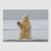 Magnetkarte des Polarbärs (Vorderseite)