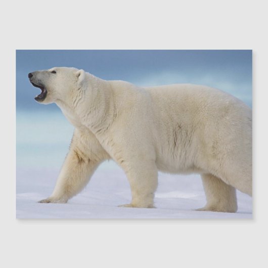 Magnetkarte des Polarbärs (Vorderseite)