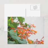 "Magnifica"-Geißblatt Postkarte (Vorne/Hinten)