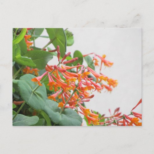 "Magnifica"-Geißblatt Postkarte (Vorderseite)
