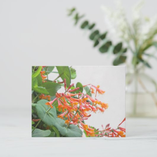 "Magnifica" Honeysuckle Postkarte (Stehend Vorderseite)
