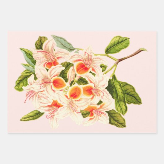 Magnificent azalea, Blumenorange Geschenkpapier Set (Vorderseite)