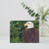 Magnificent Eagle Postcard Postkarte (Stehend Vorderseite)