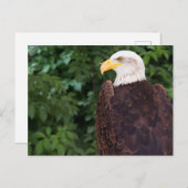 Magnificent Eagle Postcard Postkarte (Vorne/Hinten)