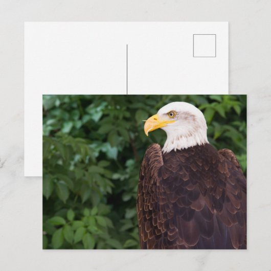 Magnificent Eagle Postcard Postkarte (Vorne/Hinten)