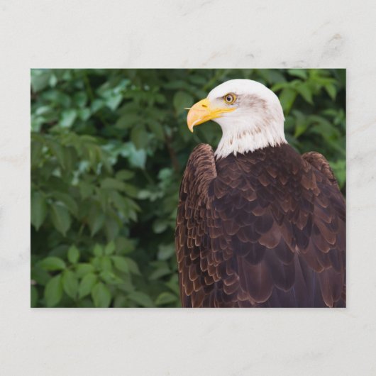 Magnificent Eagle Postcard Postkarte (Vorderseite)