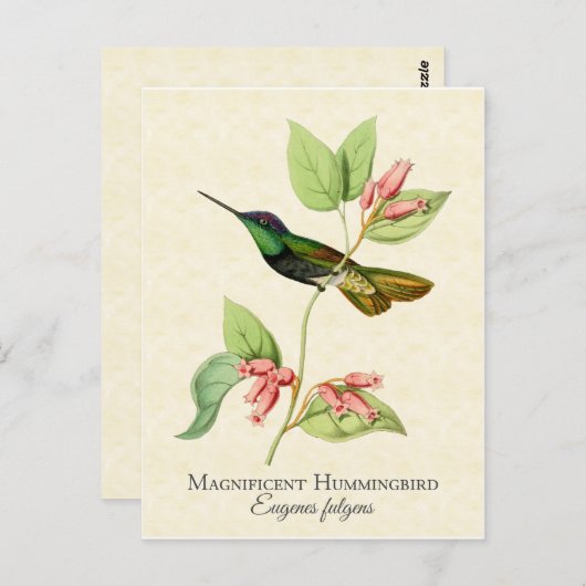 Magnificent Hummingbird Vintag Art Postkarte (Vorne/Hinten)
