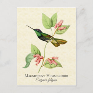 Magnificent Hummingbird Vintag Art Postkarte