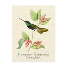 Magnificent Hummingbird Vintag Art