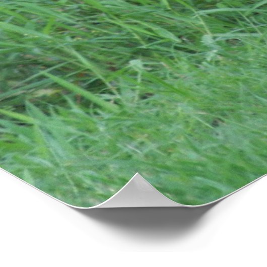 Magnificent Kangaroo Poster (Ecke)