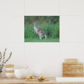 Magnificent Kangaroo Poster (Küche)