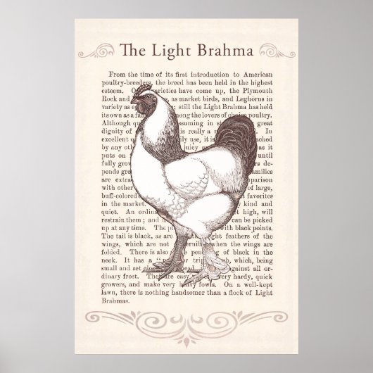 Magnificent Light Brahma Rooster Landküche Poster (Vorne)