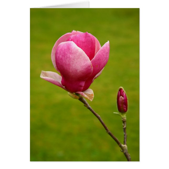 Magnolia (Vorne)