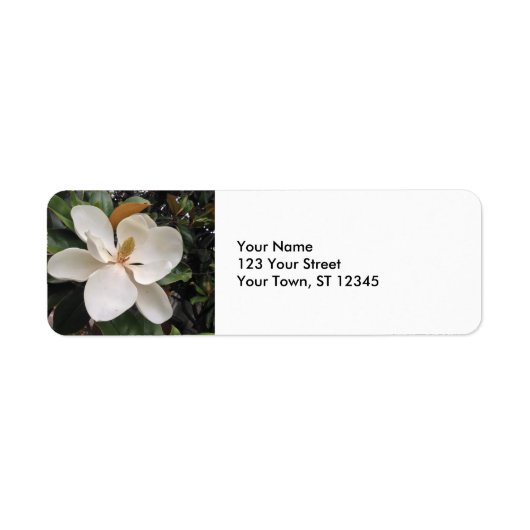 Magnolia (Vorne)