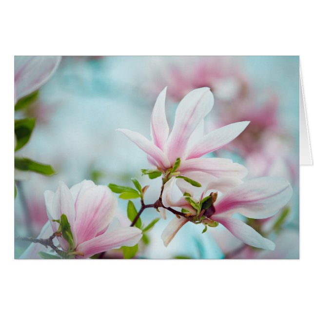 Magnolia (Vorderseite (Horizontal))